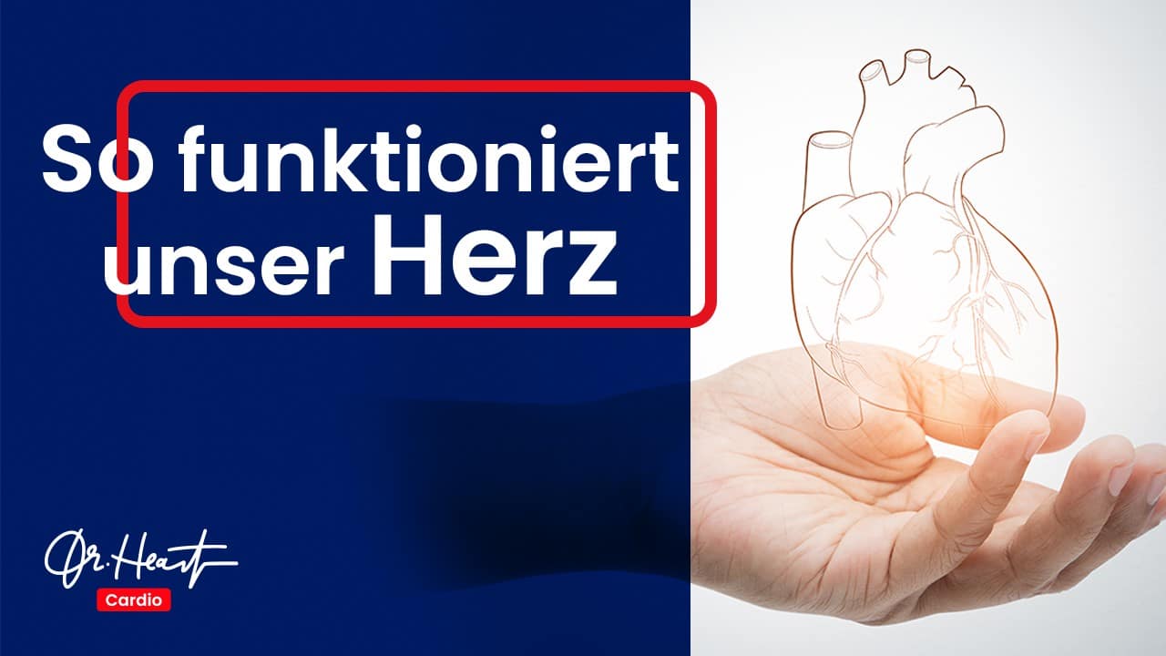 Wie funktioniert unser Herz? Erfahren Sie es am echten Herz! Dr. Heart